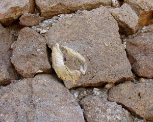 Los fragmentos de roca que se han utilizado para hacer muros suelen contener restos de fsiles marinos. En la foto una ostra 