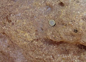 Uno de los espectculos ms llamativos de las paredes geolgicas de Aledo  es la impresionante acumulacin de nummultidos del gnero Heterostegina sp 