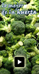 Brócoli Brócoli