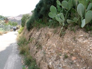 Detalle de las terrazas fluviales, junto al camino que da acceso a la cueva de la Mauta. Pedregosos pero frtiles suelos que han sustentado la agricultura tradicional de Aledo 
