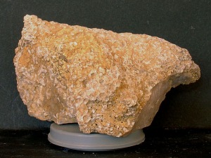 Fragmento de coral (Tarbellastrea sp.) del Mioceno superior de Campos del Ro.Ejemplar del Aula de la naturaleza del Rellano (Molina de Segura).