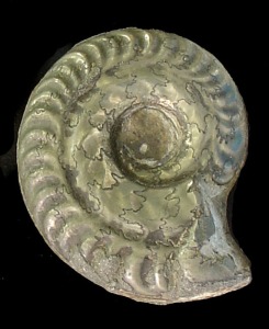 Ammonites (Hildoceras sp.) del Jursico inferior fosilizado en pirita.