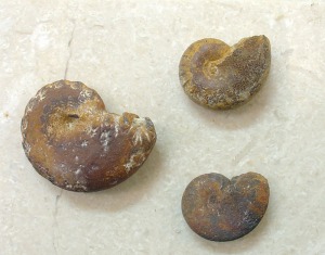 Ammonites (Phylloceras sp.) del Cretcico inferior de Fortuna, fosilizados en pirita oxidada a hidrxidos de hierro. 