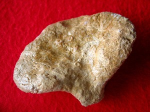 Esponja fosilizada en slice.  