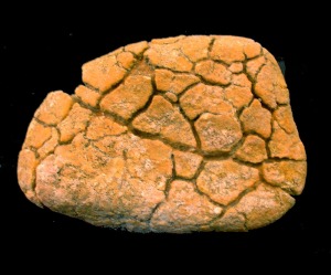 Coprolito (excremento fosilizado) de un vertebrado del Mioceno superior de Molina de Segura. Ejemplar del Aula de la Naturaleza del Rellano (Molina de Segura).   
