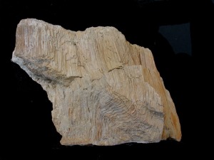 Fragmento de madera de palmera, del Mioceno superior de Fortuna, Ejemplar del Aula de la Naturaleza del Rellano (Molina de Segura).  