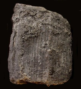 Fragmento del tronco de Calamites sp. fosilizado por un proceso de carbonizacin.