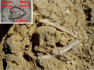 Molde externo e interno y concha de un bivalvo (Spondylus sp.) del Mioceno superior de Mazarrn. 
