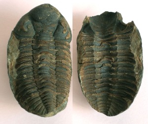 Molde interno y externo de un trilobites (Phacops sp.).  