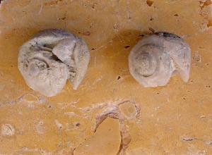 Moldes internos de gasterpodos continentales en yeso.Ejemplares del Mioceno superior de Molina de Segura. Aula de la Naturaleza del Rellano (Molina de Segura).  
