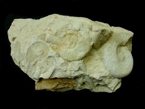 Moldes internos en margocaliza de ammonites del Cretcico inferior de Fortuna. 