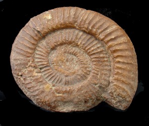 Molde interno en caliza de un ammonites del Jursico superior de Fortuna.  