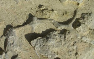 Bioturbacin (molde de la galera excavada por un invertebrado en los sedimentos marinos). Mioceno superior de Mula.