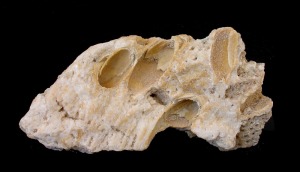 Perforaciones de bivalvos litfagos (Lithophaga sp.) en  el esqueleto de un coral (Tarbellastrea sp) del Mioceno superior de Molina de Segura. Ejemplar del Aula de la Naturaleza del Rellano .