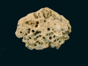 Perforaciones de bivalvos litfagos (Lithophaga sp.) sobre una roca carbonatada del Mioceno superior de Molina de Segura. Ejemplar del Aula de la Naturaleza del Rellano (Molina de Segura). 