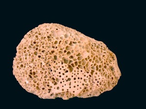 Perforaciones de esponjas endolticas  (Entobia sp.) sobre una roca carbonatada del Mioceno superior de Molina de Segura. Ejemplar del Aula de la Naturaleza del Rellano (Molina de Segura).  