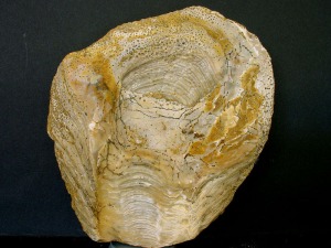 Perforaciones de esponjas endolticas  (Entobia sp.) sobre una valva de una ostra del Mioceno superior de Molina de Segura. Ejemplar del Aula de la Naturaleza del Rellano (Molina de Segura). 