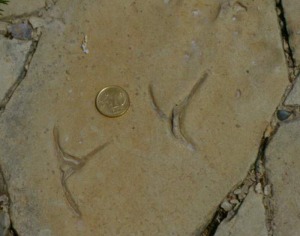 Icnitas (huellas) de ave sobre una roca carbonatada del Mioceno superior de Fortuna. 