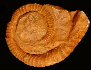 Reproduccin de un ejemplar de ammonites desenrollado (Spiroceras sp.) de la coleccin del Departamento de Paleontologa y Estratigrafa de la Universidad de Granada.