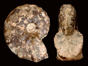 Ammonites que conserva la concha original en calcita, con fuertes tubrculos en la zona ventral.