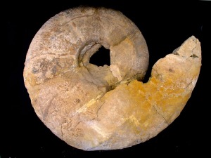 Gran ejemplar de ammonites (Puzosia aff.) del Cretcico de Molina de Segura. Ejemplar donado por Joaqun Gmez Gmez al Aula de la Naturaleza del Rellano (Molina de Segura). 