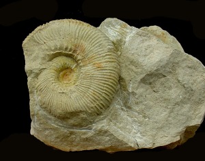 Ejemplar de ammonites cretcico (Olcostephanus sp.), donde se observan cortas costillas primarias acabadas en tubrculo, a partir del cual se dividen en costillas secundarias. 