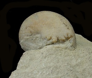 Ejemplar de Phylloceratido del Cretcico inferior de Molina de Segura, que conserva su concha original transformada en calcita.  =  35 cm. 