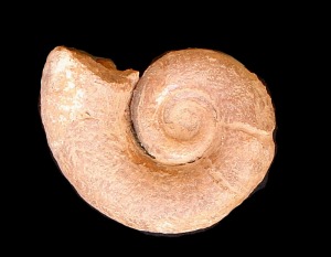 Lytoceras sp., del Jursico superior de Cehegn. El contacto entre las vueltas de la concha es tangencial.   =  5 cm.