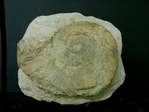 Lytoceras sp., del Cretcico inferior de Molina de Segura. Ejemplar muy deformado que conserva la concha original en calcita.  =  14 cm. 