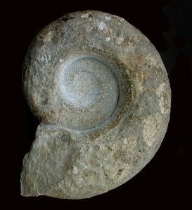 Lytoceras aff., del Jursico inferior de Moratalla.  =  20 cm.