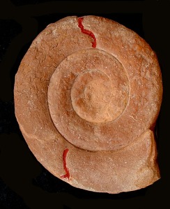 Nannolytoceras sp., del Jursico medio de Fortuna. Obsrvese sus constricciones proversas (en rojo), que  hacia la zona ventral se vuelven retroversas (se inflexionan hacia atrs).