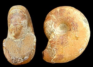 Tetragonites sp. Ejemplar del Cretcico inferior de Molina de Segura. Obsrvese la carencia de ornamentacin, su seccin casi trapezoidal y su ombligo crateriforme.  =  3 cm.
