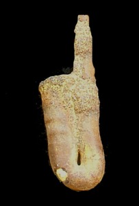 Ptychoceras sp. Ejemplar del Cretcico inferior de Ricote. Obsrvese su forma en saxofn con ambos extremos en contacto.[Lytoceratida]