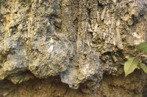 Detalle de los restos vegetales fosilizados por los carbonatos que forman los travertinos del Usero. Su estudio puede informarnos de la vegetacin y el clima que haba cuando se formaron 