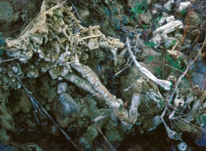 Detalle de la precipitacin de carbonatos sobre la vegetacin actual de los mrgenes del ro Mula 