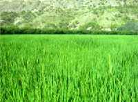 Humedales tipo Arrozales