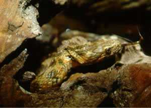 Culebra Viperina (Fauna de los Humedales)