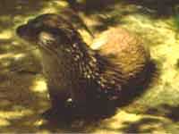 Ejemplar de Nutria