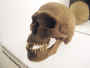 Craneo de Neanderthal