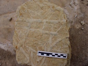 Fragmento de arenisca con galeras escavadas por organismos marinos 