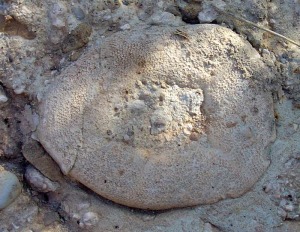 Erizo marino del gnero Clypeaster. Vista oral 