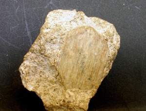 Cristal de sanidina con bandas de desmezcla. Ejemplar de la coleccin del rea de Geologa de la Universidad de Murcia 