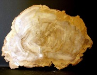 palo que sustituye fibras de madera fosilizndola (xilpalo). Ejemplar de la coleccin del rea de Geologa de la Universidad de Murcia 
