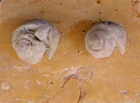 palo que fosiliza el interior de gasterpodos terrestres, localizados en las margas del Mioceno superior de Molina de Segura 
