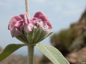 Phlomis purpurea subsp. almeriensis, pr. de Carboneras (Almera)
