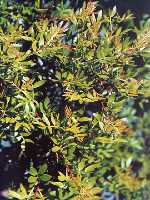 Arbusto de Lentisco en Calblanque