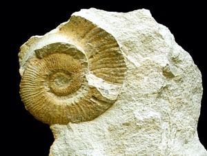 Ejemplar de ammonites del Cretcico inferior de Fortuna (Crioceratites sp), con las vueltas de espira separadas entre s