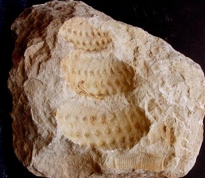 Molde externo de ammonites turriculado (Mariella sp.) del Cretcico superior de Fortuna, cuya ornamentacin es en base a tubrculos
