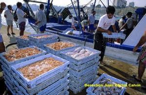 Figura 4. Lo pescado en el Mediterrneo se conduce rpidamente a los puntos de venta, donde lo adquiere el consumidor a las pocas horas de haber sido pescado