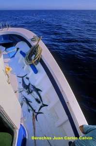 Figura 1. Uno de los sntomas de la pesca excesiva es que cada vez se pescan especimenes ms pequeos, pudindose llegar a pescar individuos inmaduros sexualmente si no se corrige el esfuerzo pesquero
